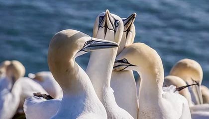 九游(jiuyou)官方网站-阿贾克斯客场大胜埃因霍温晋级荷甲领先，阿贾克斯vs埃因霍温动画直播