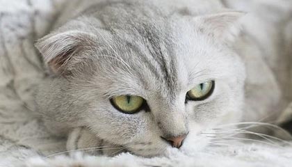 九游下载安装-雄鹿完封雷霆，全明星赛前哨战中字母哥三分雨不断，雄鹿官宣字母哥伤情