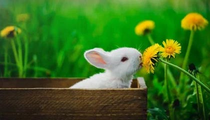 JIUYOU GAMING-圣埃蒂安战胜梅斯，豪取新赛季首场胜利，圣埃蒂安战绩聚胜顽球汇